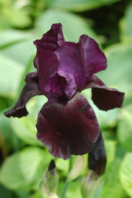 A0160_Large.JPG