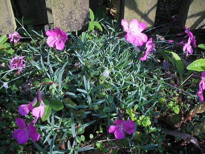 Dianthus_unbekannt_Fluchtling.jpg