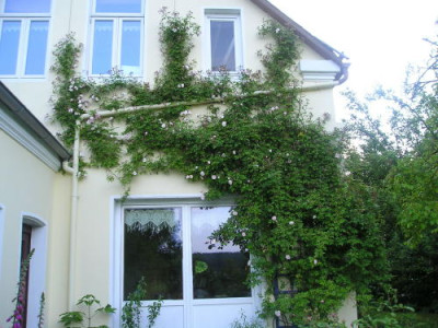 Venusta_Pendula.JPG