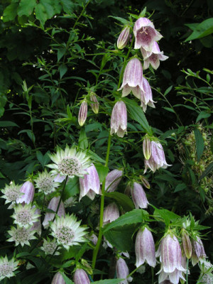 Campanula_unbekannt_k.jpg