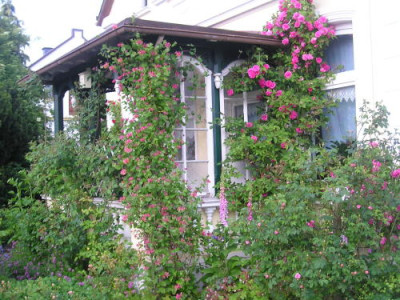 Zepherine_Drouhin_an_der_Veranda1.JPG