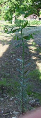 Kopie_von_Unbekannte_Blumen_6.6.06_001.jpg