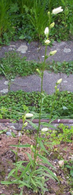 Unbekannte_Blumen_6.6.06_006_Kopie.JPG