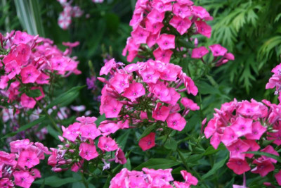 Phlox1415.JPG