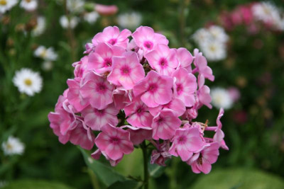 Phlox1915.JPG