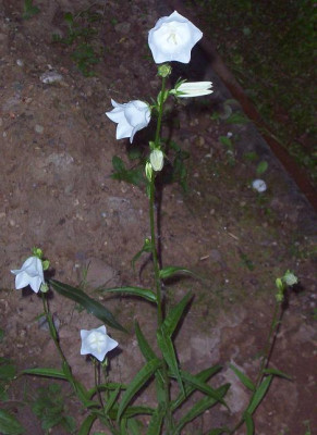 Unbekannte_Blumen_6.6.06_012_Kopie.JPG