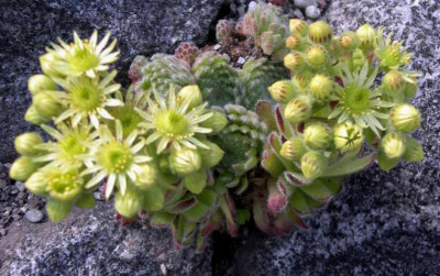 Sempervivum_ciliosum_ssp.borisii_2006-06-07.JPG