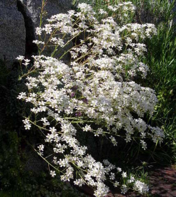 Saxifraga_paniculata_2006-06-07.JPG