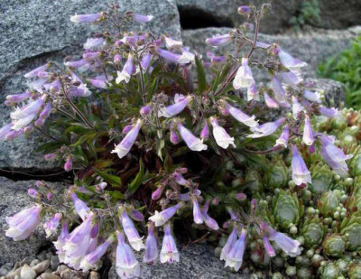 Penstemon_hirsutus_pygmaeus_2006-06-07.JPG