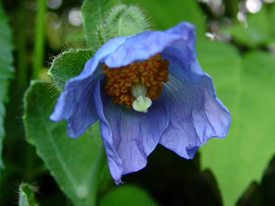 M._grandis.jpg