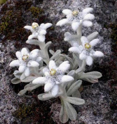 Leontopodium_nivale_2006-06-07.JPG