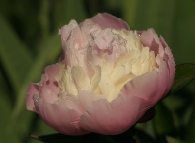 paeonia_ruedesheim_3458.jpg