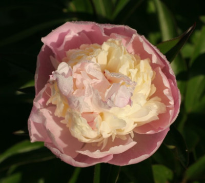 paeonia_ruedesheim_3459.jpg