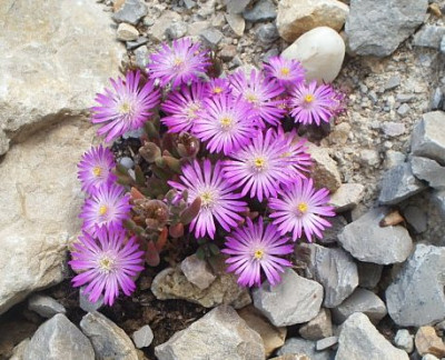 Delosperma_aberdeenensis2.jpg