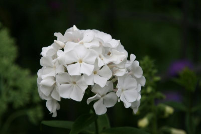 Phlox1015.JPG