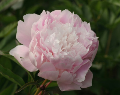 paeonia_pecher_3468.jpg