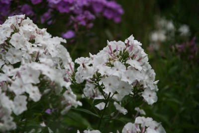 Phlox1315.JPG