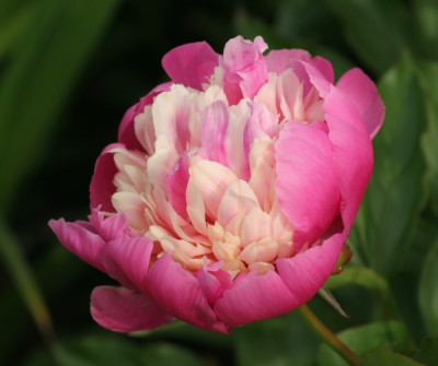 paeonia_lian_tai_3467.jpg