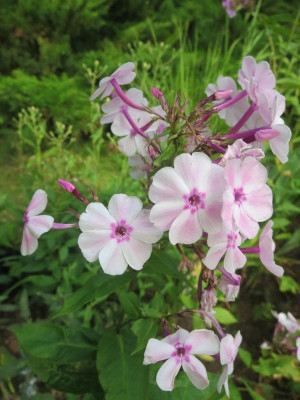Phlox 'Perlmutt' fragl.jpg