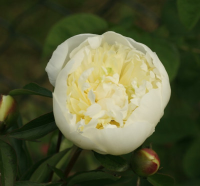 paeonia_duchesse_de_nemours_3463.jpg