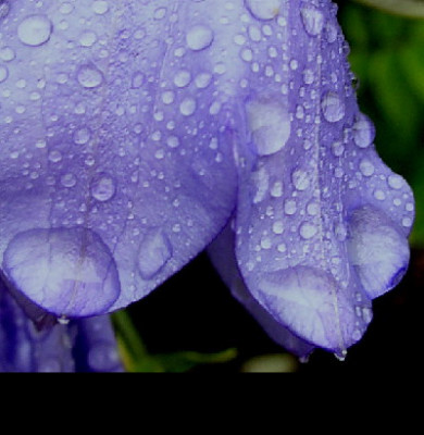 glockenblume.jpg