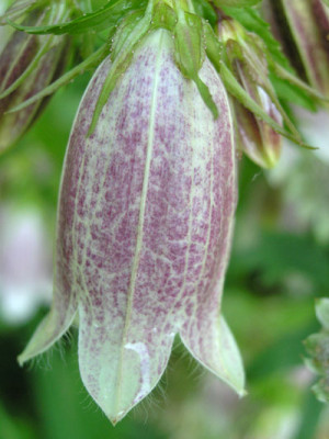 Campanula-unbekannt-Bluete_k.jpg