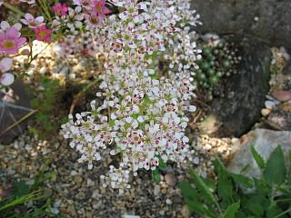IMG_1345.JPG