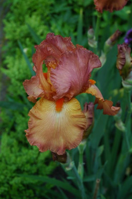 A0194_Large.JPG