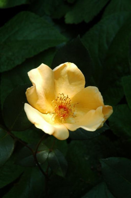 A0184_Large.JPG