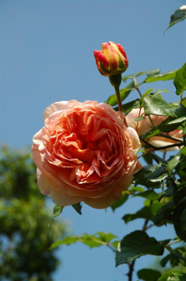 A0185_Large.JPG