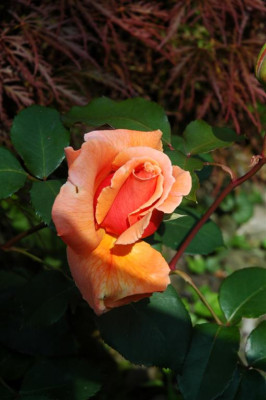 A0183_Large.JPG