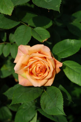 A0147_Large.JPG
