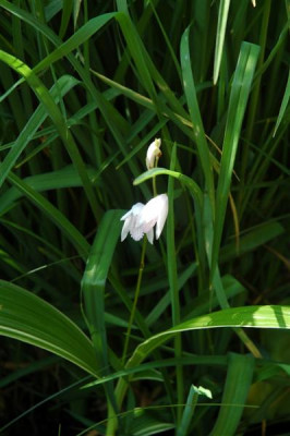 A0189_Medium.JPG