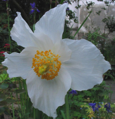 Meconopsis_betonicifolia_weiss.jpg