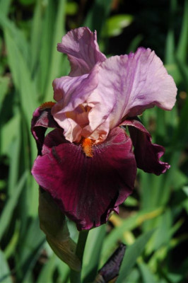 A0196_Large.JPG