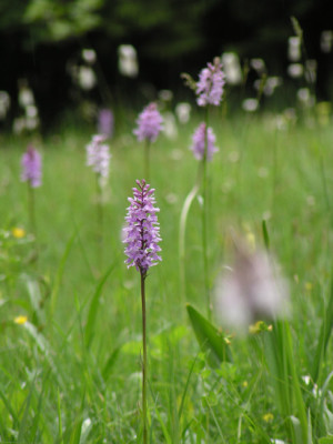 orchideen_juni_katrin1.jpg