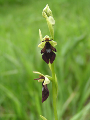 orchideen_juni_katrin2.jpg