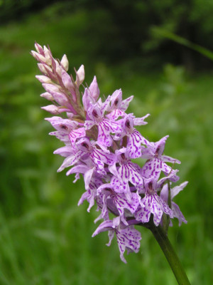 orchideen_juni_katrin3.jpg