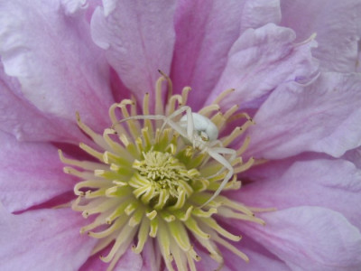 Clematis_Piilu_Spider.jpg