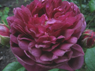 Cardinal_de_Richelieu_1.jpg
