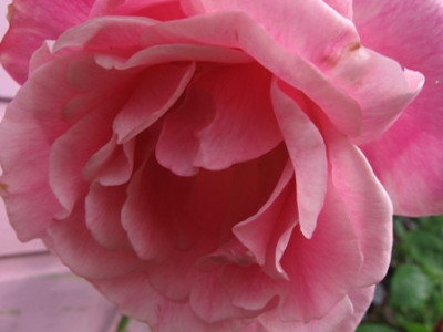 Mme_Gregoire_Stachelin_1.jpg