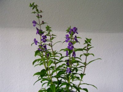 05_06_2004_Angelonia_1.JPG