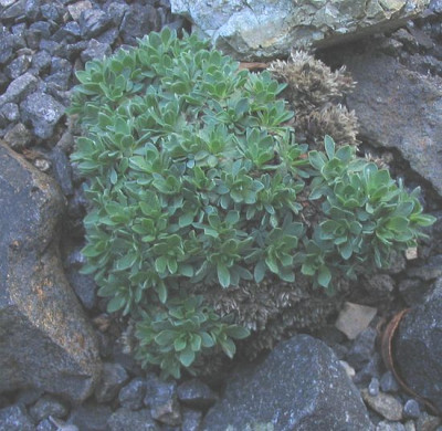 Kelseya_uniflora_fars_2006.jpg