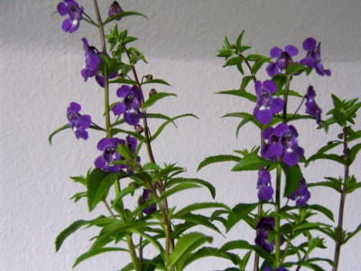 05_06_2004_Angelonia_2.JPG