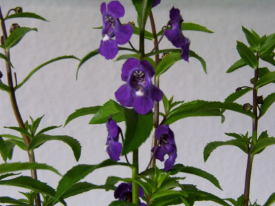 05_06_2004_Angelonia_Detail.JPG