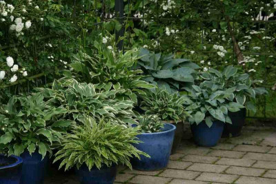 Hosta9913c.jpg