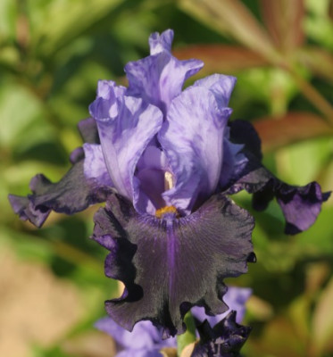 iris_beet_3_3474.jpg
