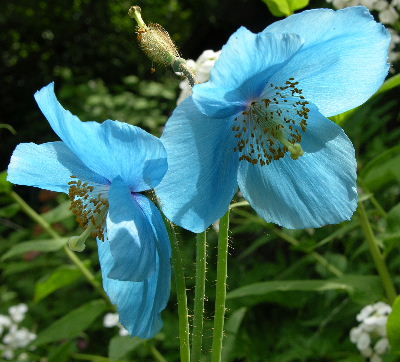blau_blau.JPG