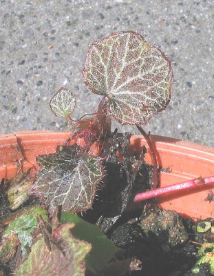 Saxifraga_stolonifera_fars.jpg