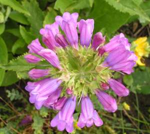 Penstemon_serrulatus11.jpg